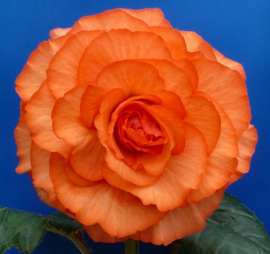 B. ‘Stan Dickinson’
